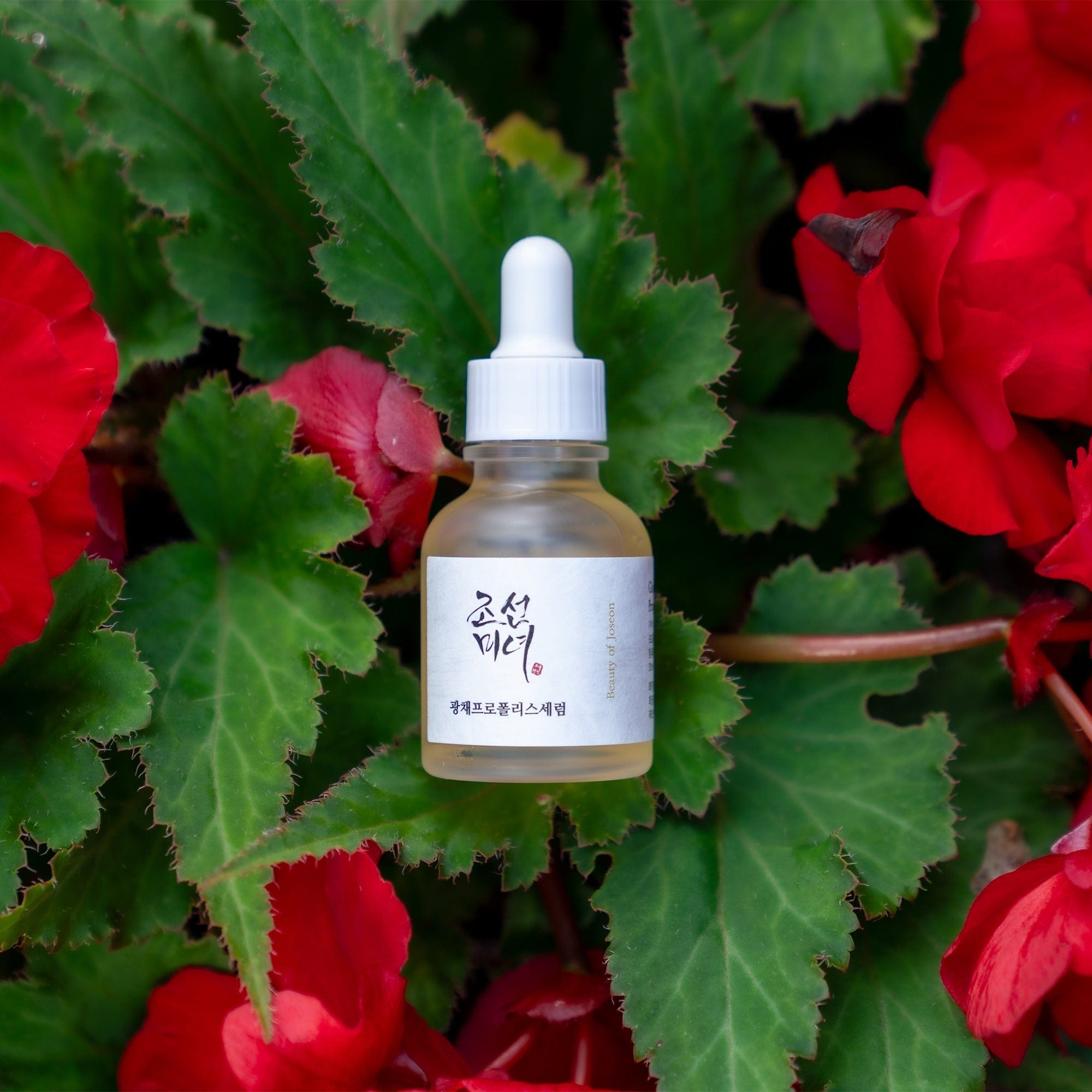 photograph of Beauty of Joseon - Glow Serum : Propolis + Niacinamide in a bed of red flowers